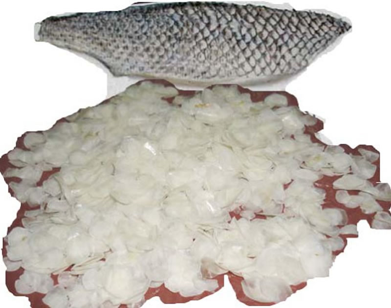 鱼鳞制备胶原蛋白肽的主要原料