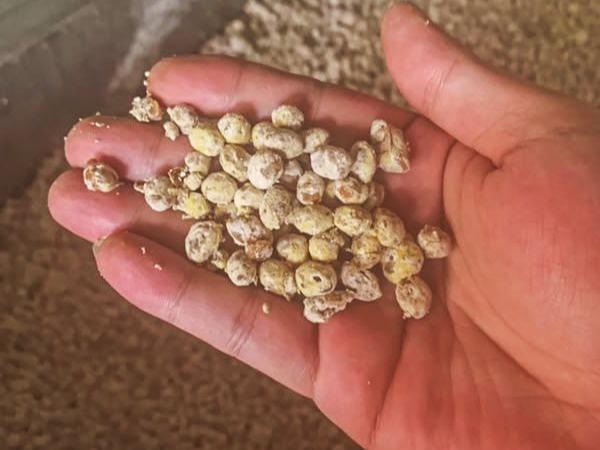 发酵酿造(酱油、豆酱、腐乳、鱼露)—酶制剂解决方案