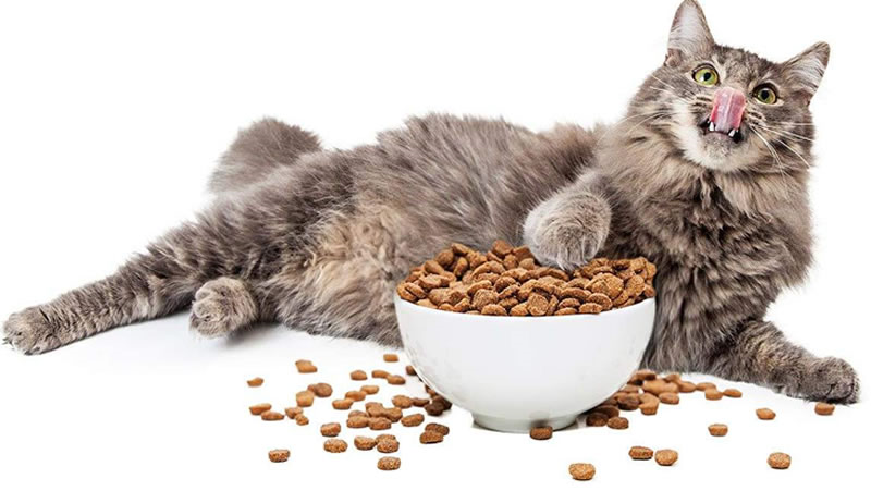 猫粮风味剂的运用