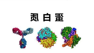 蛋白质与生物酶的关系