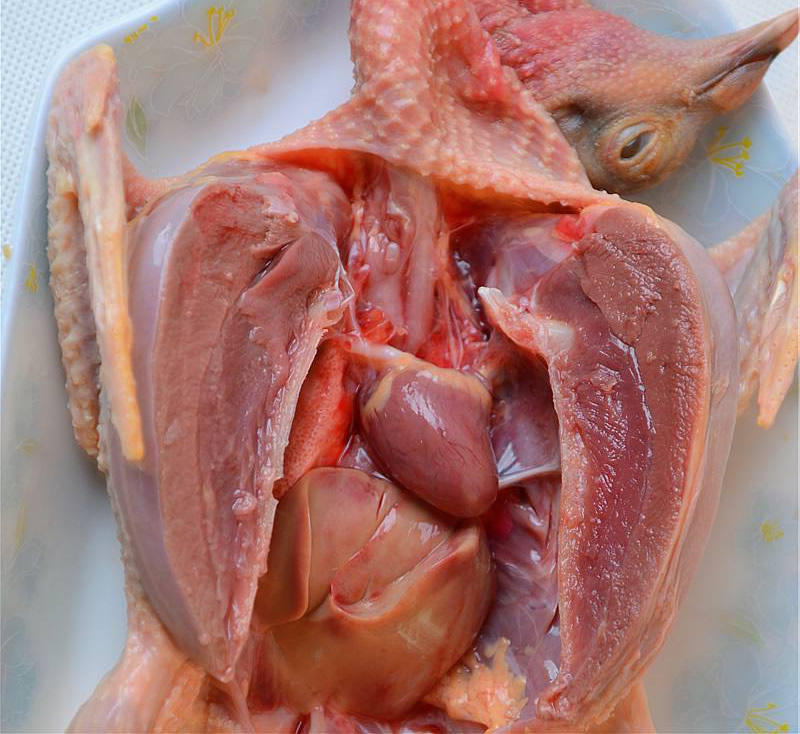 鸽肉酶解制取乳鸽肽