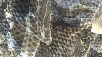 鱼皮生产胶原蛋白