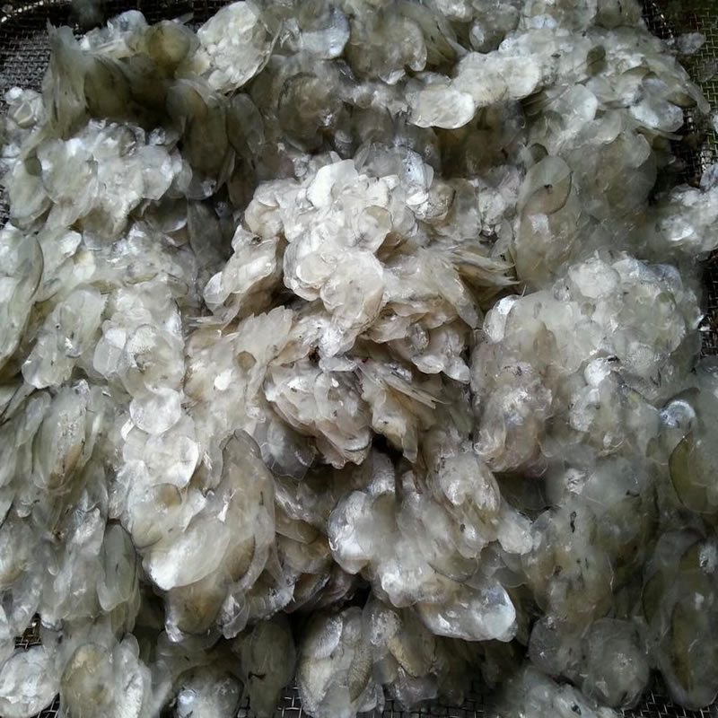 鱼鳞制备胶原蛋白肽