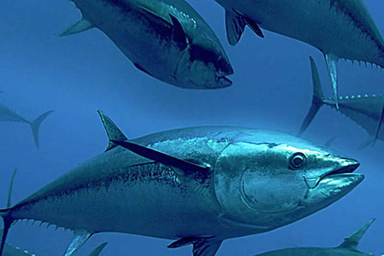 b59be3199f830f052ff475e7030a22cc