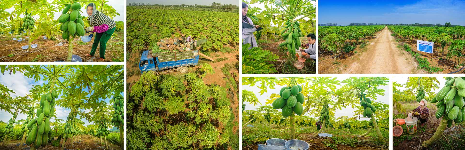 杏彩体育网
木瓜种植基地