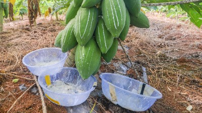 木瓜蛋白酶、风味酶在宠物诱食风味剂中的应用