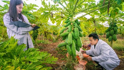 木瓜蛋白酶的正确使用方法