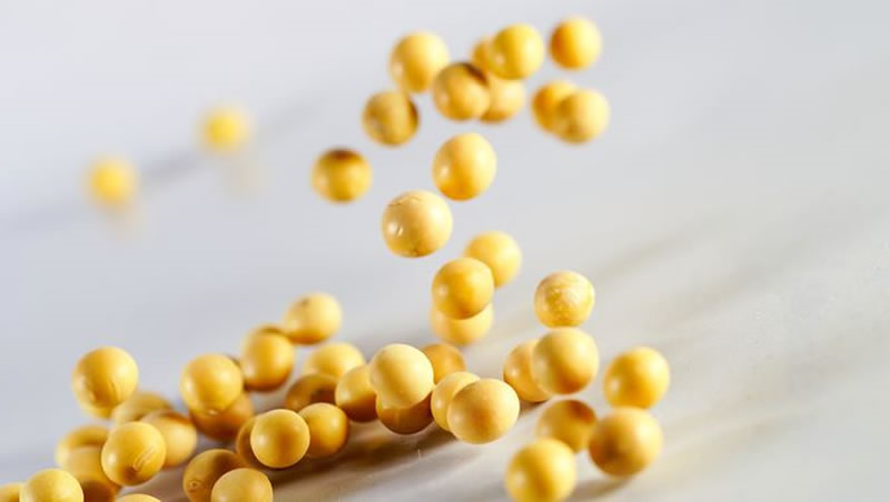 酶解大豆蛋白肽原料