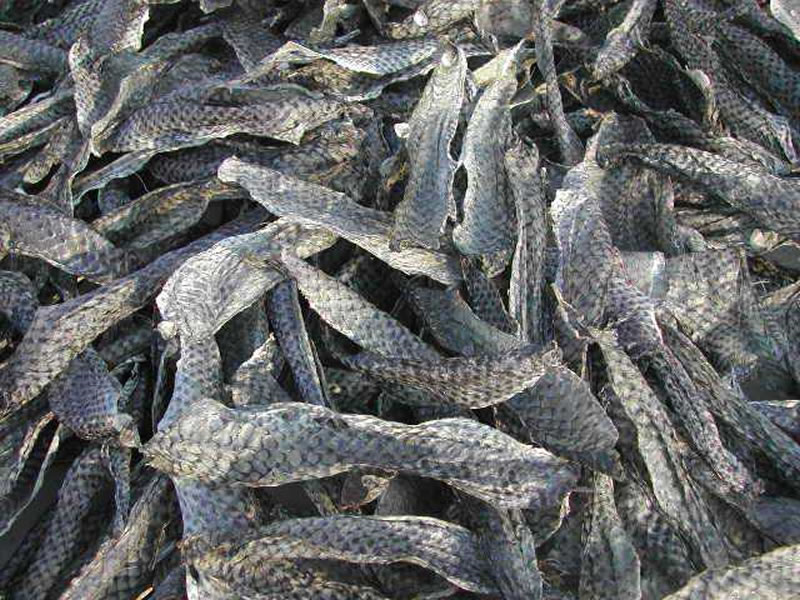 罗非鱼皮制备胶原蛋白肽原料