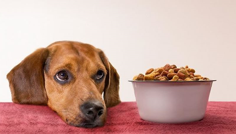 水解鸡肝粉做宠物诱食剂