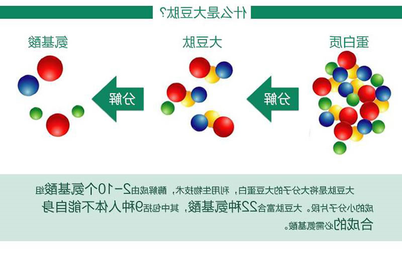 大豆蛋白肽形成过程