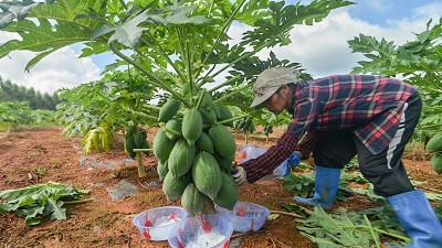 木瓜蛋白酶对人体有害吗？