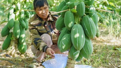 “高纯度木瓜蛋白酶”存在吗？