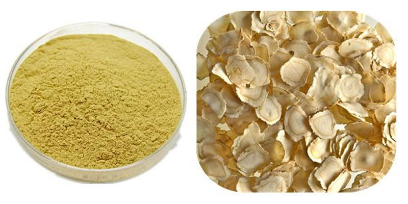 酶解西洋参制备西洋参提取物