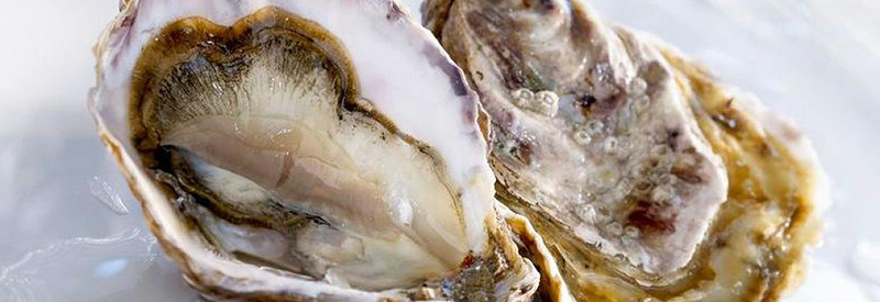 牡蛎