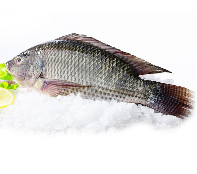 胶原蛋白肽制备原料罗非鱼