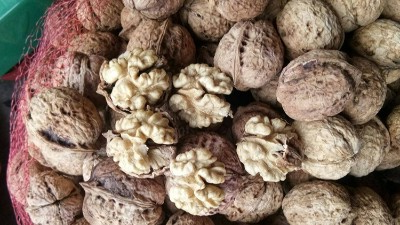 制备核桃蛋白肽，酶制剂的选择